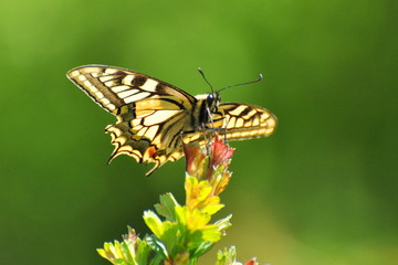 Papilio machaon