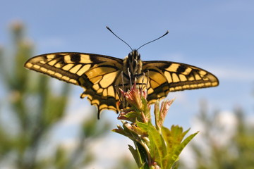 Papilio machaon