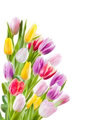  Bouquet of tulips flower