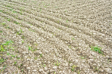 Furrows in a field agriculture