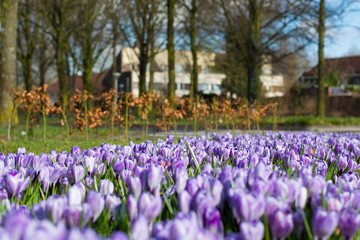 Purple crocuses. Spring landscape.