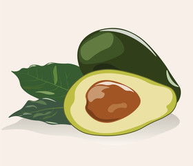 Avocado fruit isolated. Vector