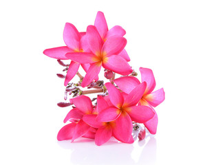 Red plumeria flowers isolRated on white background