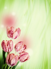 Vintage Tulip Flowers