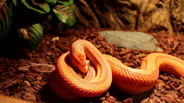 Red / Orange albino Snake eats a gray mouse