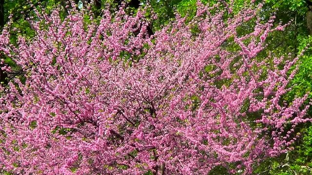 Branches of tree Cercis Canadensis