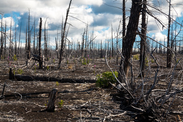 Dead forest filled up with ashes from a volcano on Kamchatka in Russia