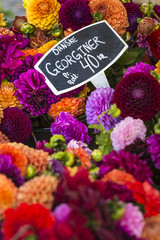Colorful bouquets of dahlias flowers at market in Copenhagen, De