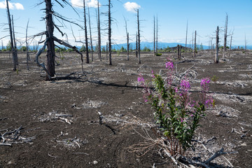 Dead forest filled up with ashes from a volcano on Kamchatka in Russia