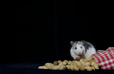 Fototapeta na wymiar Rat and peanuts.
