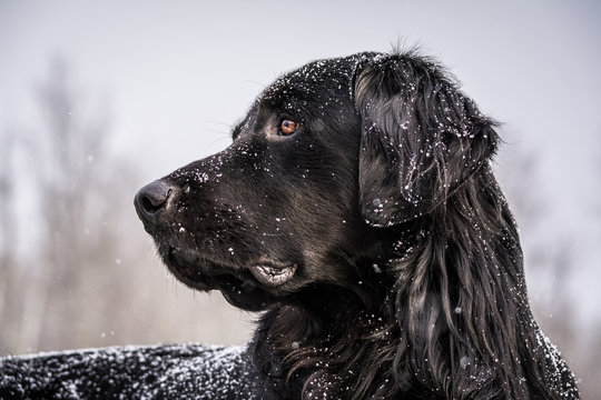 A snow-covered black Newfoundland and Golden Retreiver mixed-breed dog alert on a dock during a snow storm.