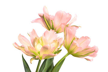 Three pink tulips