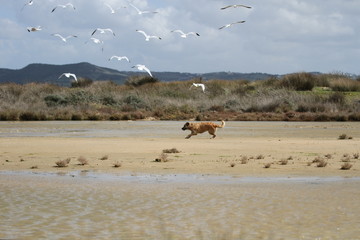 Hund auf der Jagd am Strand - Möwen