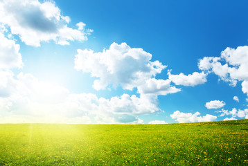 Obraz premium Field with dandelions and blue sky