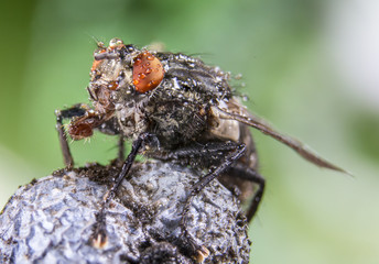 fly, water drops, wet, rain, macro, big fly eyes