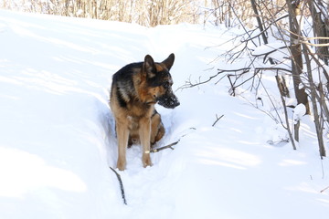 Собака немецкая овчарка на снегу зимним солнечным днем