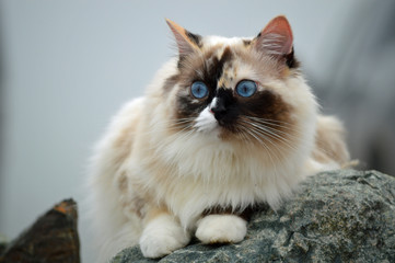A frightened rag doll cat crouching on a granite rock outside on the edge of a beach.