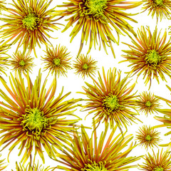 Obraz premium seamless pattern green orange chrysanthemum