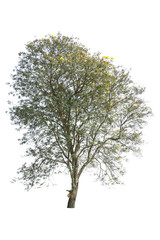 golden tree, tabebuia isolated on white background
