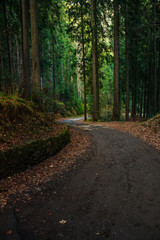 Fototapeta na wymiar old curve road through forest