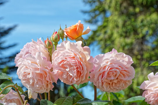 Trois roses et les bourgeons sur fond ciel bleu
