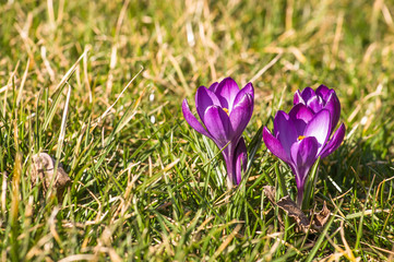 Violet crocuses in the grass