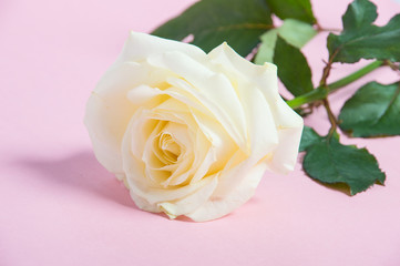 beautiful white rose on a light pink background