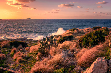 Sicilia - Palermo - mare al tramonto con pianta  fico d'India in primo piano e vista isolotto delle Femmine