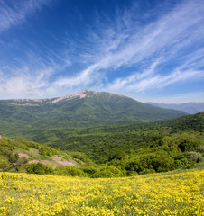Fototapeta premium kwiaty łąka w górach
