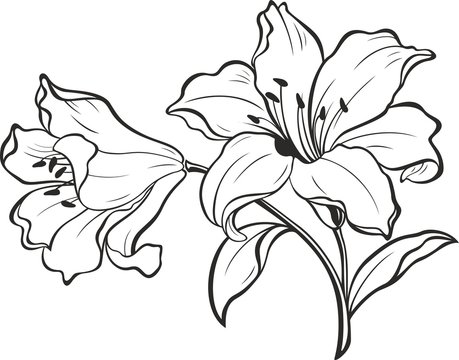 Lily Flower Coloring Pages in PDF, JPG, EPS - Download | Template.net