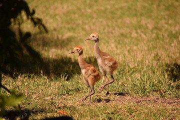 Sandhill Crane Chicks in Lockstep