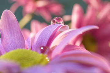 Margaritas con gotas de agua que reflejan flores