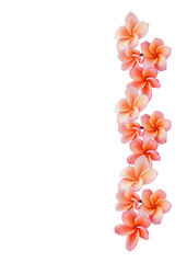 Isolated beautiful sweet pink flower plumeria or frangipani