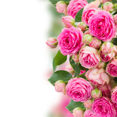 Fototapeta premium border of fresh pink roses close up