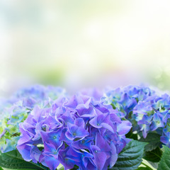border of blue hortensia flowers