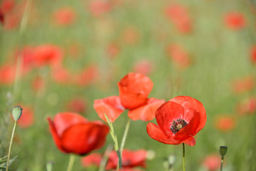 Red poppy in a field of poppies