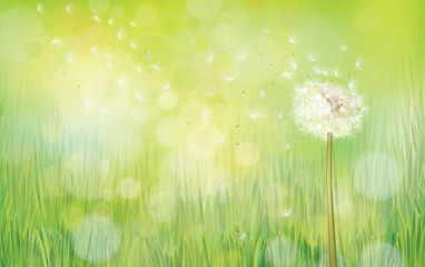 Obraz premium Vector dandelion on spring background.