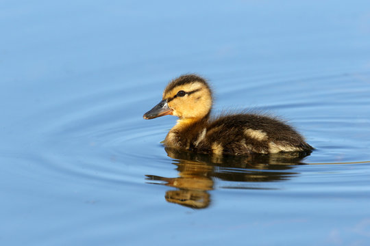 Single Mallard Duckling swimming in blue water, British Columbia, Canada