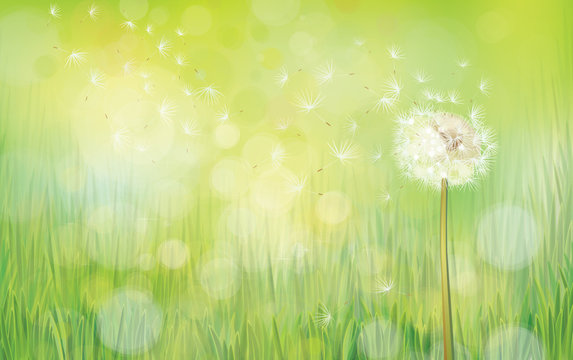 Vector dandelion on spring background. © rvika