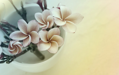 (Soft vintage) pink  frangrant flowers plumeria or frangipani in