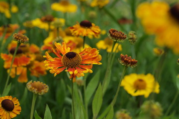 Helenium - Sonnenbraut