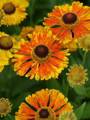 Helenium - Sonnenbraut