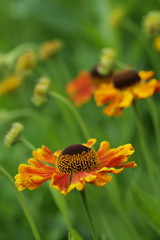 Helenium - sneezeweed