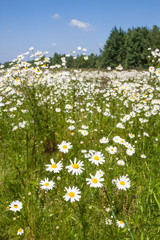 Rośliny lecznicze, białe kwiaty rumianku (Matricaria chamomilla) i piękna łąka w pogodny dzień