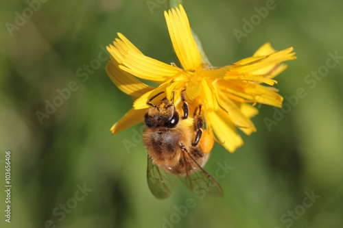 "Honigbiene im Garten" Stockfotos und lizenzfreie Bilder auf Fotolia