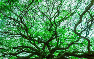 tree with sun in the forest use for abstract background texture