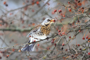 Blackbird sitting in the Park on a branch with small apples Ranetki
