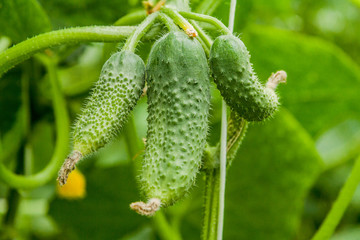 Cucumber Plant