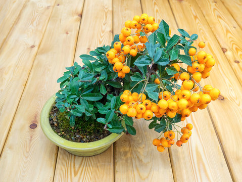 bonsai tree with orange berries in pot (Pyracantha)