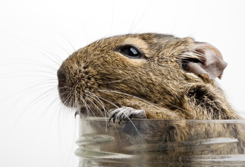 hamster in jar